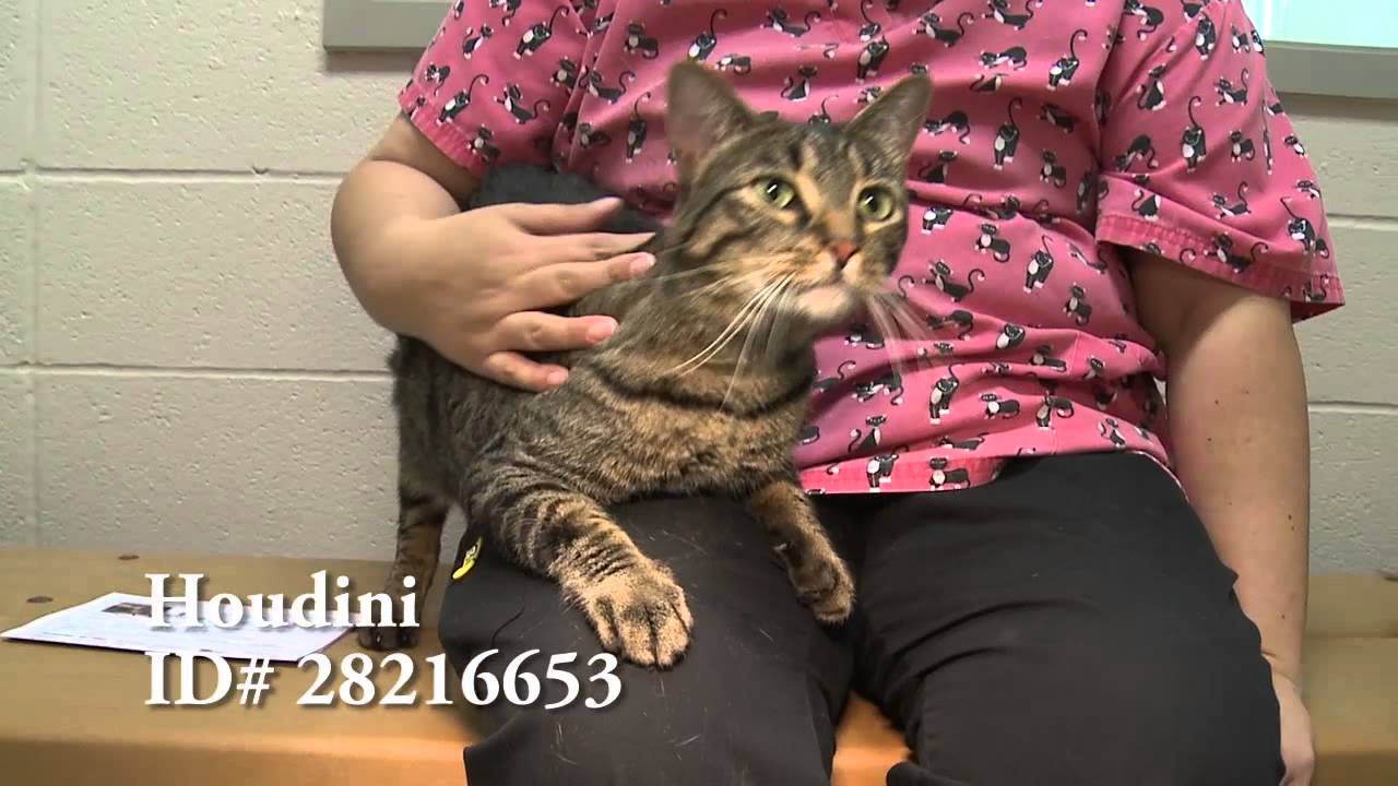 Pets Of The Week 06-29-15 - YouTube