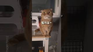 혹시 우리 아이가 사춘기?! #shorts #고양이 #귀여운고양이