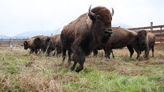 The Best of Quest: Kalispel Bison Roundup