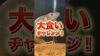 イグアナの大食いチャレンジやってみたら………