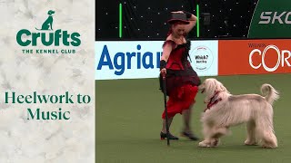 Incredible Afghan Hound WOWs The Crowd with Heelwork To Music Routine 🐶👚 Crufts 2024
