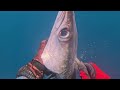 mag ingat sa barracuda yazbeck wetsuits 02 01 2025 spearfishing