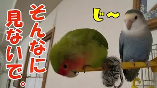 【監視が凄すぎるコザクラインコ】♂の発情行為も監視する♀のコザクラインコ。Lovebirds who are always worried about their opponents.