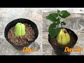 Try growing chayote in pots and the results after 30 days