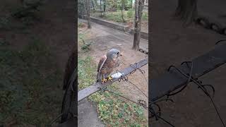 Сокол ПУСТЕЛЬГА 🦅🦅🦅 выпускаем на волю 🤘🤘🤘