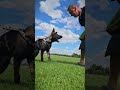 crosby djaevel marchesi německý ovčák german shepherd k9 obrana protection velešín u letiště