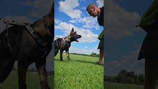 Crosby Djaevel Marchesi - Německý ovčák, German Shepherd, K9, obrana, protection - Velešín u Letiště