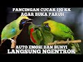 🔴 PANCINGAN CUCAK IJO KEPALA KUNING AGAR GACOR‼️ HANYA BEBERAPA MENIT LANGSUNG BUNYI ‼️❓