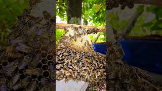 വിജയിച്ചു  വന്നു കയറിയ തേനീച്ചകോളനി || BEEKEEPING || തേനീച്ച വളർത്തൽ