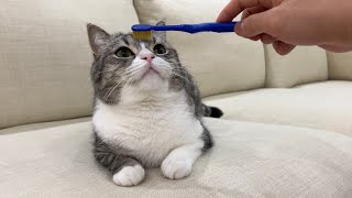 猫を歯ブラシでなでなですると昇天するらしいのでやってみたらすごすぎたw