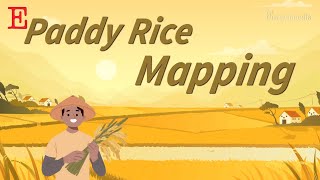 Smallholder Paddy Rice Mapping