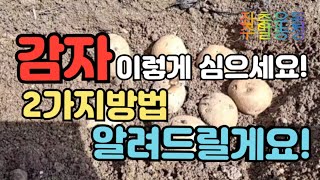 🥔 감자재배2))👉감자는 이렇게 심어요! ✌두가지 방법 알려드릴게요!👉심는 방법2 자세한 영상은 👉재생목록에서 확인 하세요😀3/29