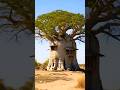 Tree of life in Madagascar 🌲🌲| Baobab Tree | #shortsfeed #shorts