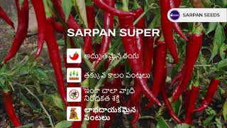 Chilli Seeds | Sarpan Super(సర్పన్ సూపర్ బ్యాడగి మిరప) | Best quality chilli seeds online