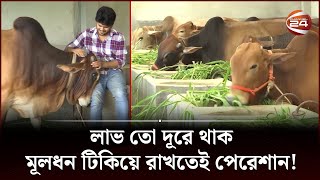 গোখাদ্যের উচ্চমূল্যে খামারিদের মূলধন বাঁচানোই এখন চ্যালেঞ্জ | Cow Price | Channel 24