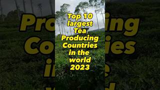 Top 10 Largest Tea☕️ Producing countries in the world🌏 #shorts #youtubeshorts #youtube #ytshorts