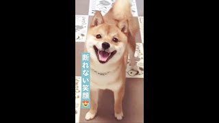 【笑顔をお届け♪】ママに「あそぼうよ！」と伝えたい柴犬。そのおねだりが…♡