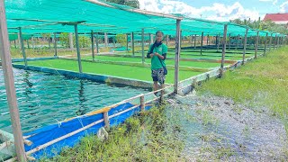 លាងអាងដាំចកអាសូឡា / Clean and grow Azolla