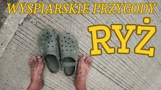 Marcin ryż i psiaki .