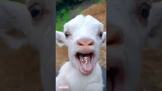 Cute Goat 🐑🐏🐑 Eat Lollypop! #shorts
