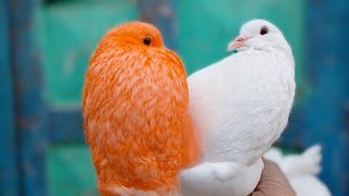 اغرب نوع حمام 😲 في العالم Pigeons