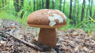 Rýchly výlet do lesa a OBROVSKÉ DUBÁKY. Hríby huby houby grzyby funghi fungi mushroom 28.6.2023