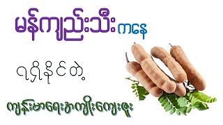 မန်ကျည်းသီး ကနေရရှိနိုင်တဲ့ အကျိုးကျေးဇူး (၁၇) မျိုး   I   Health Benefits of Tamarind