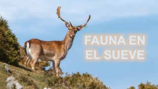 Fauna en El Sueve - Gamos