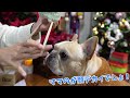 xmasドギボでちょっと早いクリスマス🎄✨フレンチブルドッグのルーク【luke vlog 150】