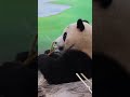 當圓寶吃到難吃的竹竿 it tastes。。。 panda shorts yuanbao