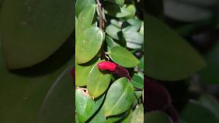 Why is it called a lipstick plant?!?