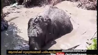 Elephant rescued from pond in Vithura  dies