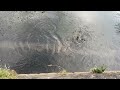 【４k映像】川魚　産卵　 river fish spawning big river fish