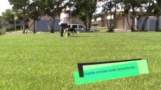 Twix starts Circle work: Foundation Flatwork for Dog Agility