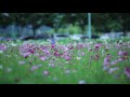 Video Of Flower Field