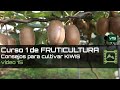 Consejos para cultivar KIWIS Curso básico de FRUTICULTURA 2020: Capítulo 15 | LdN