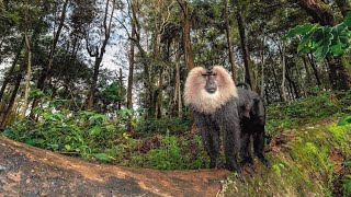 Lion-tailed macaque (Macaca silenus) of the Sahyadri Mountain range (Southern India)