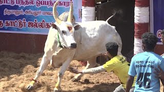 கரூர் வெள்ளை காளை | திருச்சி காட்டூர்  ஜல்லிக்கட்டு 2023 Videos