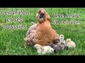 Cendrillon et ses 9 poussins. De la naissance à l'épanouissement.