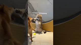 看吧 舔狗到最后一无所有柴犬 猫狗双全 猫和狗怎样和睦相处