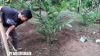 BUDIDAYA SALAK PONDOH