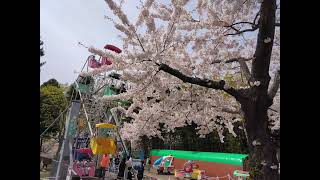 函館公園　桜桜　咲き誇る