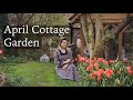 April Cottage Garden - Tulips Everywhere! Spring Flowers & Growing Vegetable Plants