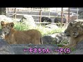 さくらの近くでくつろぐモネちゃん☆彡とべ動物園にて