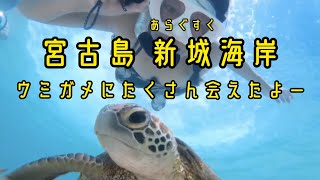 【沖縄旅行】宮古島の新城海岸でウミガメと泳いできた動画 ミコmikoゴルフ