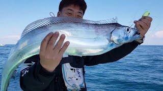 10지대물갈치도 하루몇마리 잡히는이곳~!!터트린게더많았다!  king hairtail fishing