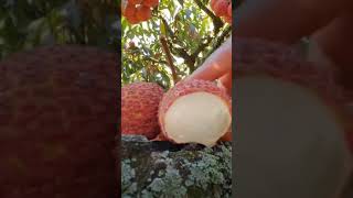 இந்த பழம் சாப்பிட்டிருக்கிங்களா/ பழம்/ லிச்சி/ fruit/ lychee #shorts