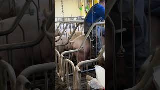 Sow Estrus Cycles and AI Timing #pigs #farming #automatedfarm #pig #pigging #pigfarming #withme