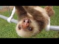 Sloth Sounds - Noises