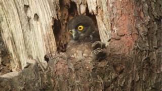 Young Brown hawk owl on 20 Jul.2010 Part1  アオバズクの雛　2010年7月20日　その1